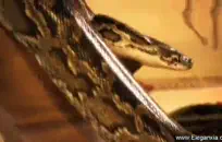 في سن المراهقة وقحة يلعب معها كبير الثدي على سناب شات.