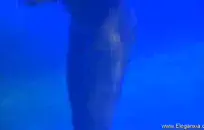 امرأة سمراء في شباك صيد تمتص في الحديقة.